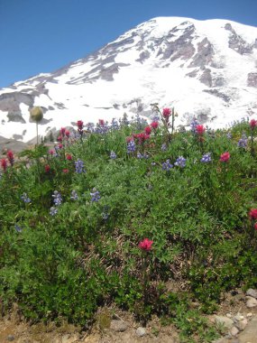 Rainier Dağı 'ndan Muir Kampı' na, Kar Sahası 'na, Skyline Döngü Yolu' ndan Muir Kampı 'na. Mount Rainier Ulusal Parkı Yüksek Kaliteli Fotoğraf
