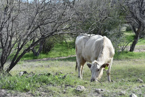 White Cow Free Range Grazing Arizona Desert Landscape Inglês Foto — Fotografia de Stock