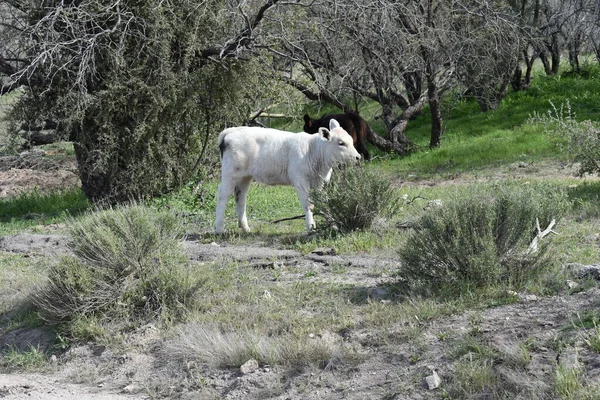 White Calf Free Range Grazing Arizona Desert Landscape Inglês Foto — Fotografia de Stock