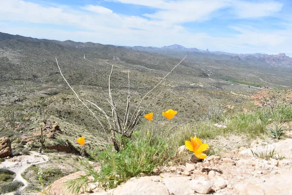 Spring Superstition Mountains Wildflowers Picketpost Trail High Quality Photo — Stock Photo, Image