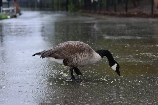 Goose Foraging Wet New York Sidewalk High Quality Photo — Stock Photo, Image