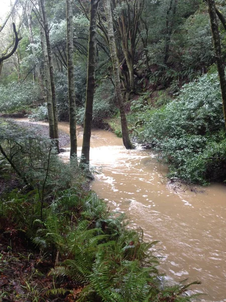 Rainy Hike Muddy Stream Perto São Francisco Foto Alta Qualidade — Fotografia de Stock