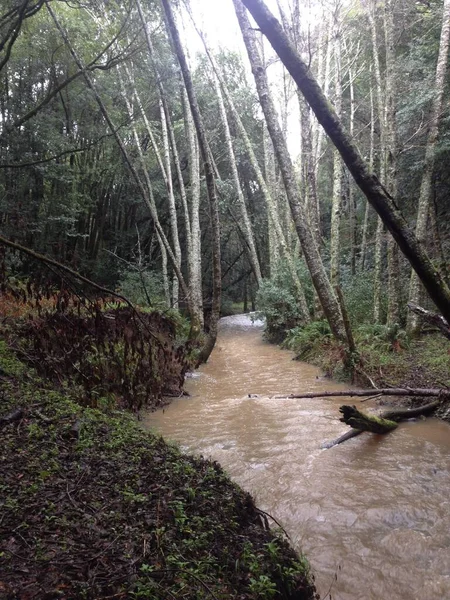 Rainy Hike Muddy Flowing Stream Perto São Francisco Foto Alta — Fotografia de Stock