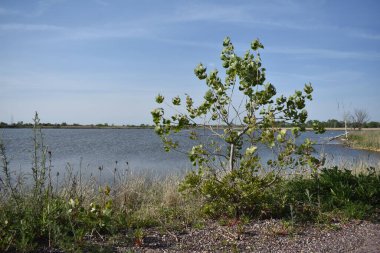 New York 'taki Jamaika Körfezi Vahşi Yaşam Sığınağı' nda West Pond 'daki ağaç. Yüksek kalite fotoğraf