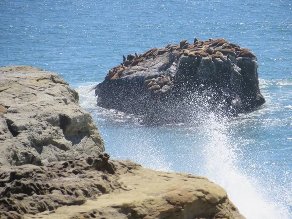 Santa Cruz California Coastline Ocean Spray View Sea Lions Rock — 스톡 사진