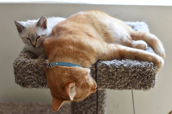 Orange Tabby Sleeping Funny Und Small Kitten Awake Hochwertiges Foto — Stockfoto