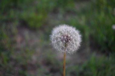 Grassy Oklahoma 'da yaz mevsiminde Beyaz Karahindiba. Yüksek kalite fotoğraf