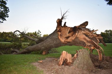 Fırtına Hasarı, Haikey Creek Park, Tulsa, Oklahoma 'daki Büyük Devrilmiş Ağaç. Yüksek kalite fotoğraf