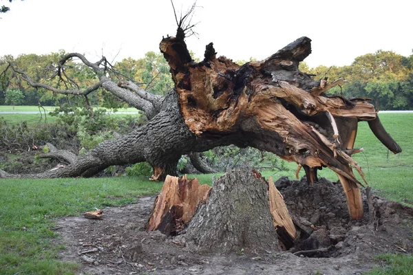 stock image Storm Damage, Large Fallen Tree in Haikey Creek Park, Tulsa, Oklahoma. High quality photo