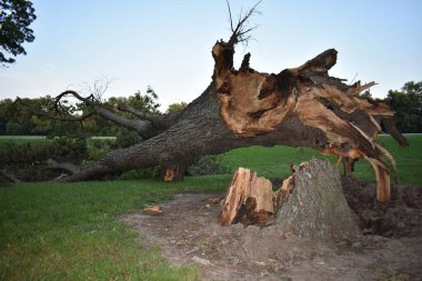 Fırtına Hasarı, Haikey Creek Park, Tulsa, Oklahoma 'daki Büyük Devrilmiş Ağaç. Yüksek kalite fotoğraf