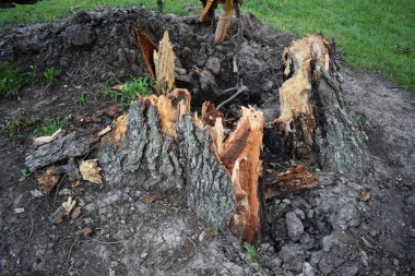Fırtına Hasarı, Haikey Creek Park, Tulsa, Oklahoma 'daki Büyük Devrilmiş Ağaç. Yüksek kalite fotoğraf