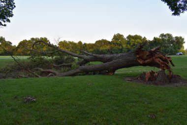 Fırtına Hasarı, Haikey Creek Park, Tulsa, Oklahoma 'daki Büyük Devrilmiş Ağaç. Yüksek kalite fotoğraf