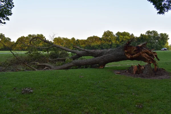 Storm Damage, Large Fallen Tree in Haikey Creek Park, Tulsa, Oklahoma. High quality photo