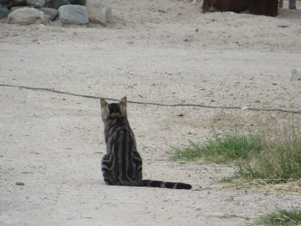 Brązowy Kot Tabby Siedzi Ziemi Wysokiej Jakości Zdjęcie — Zdjęcie stockowe