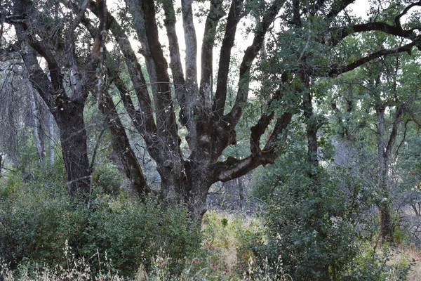 Läskigt Gammalt Träd Skymningen Vid Horsetown Clear Creek Preserve Nära — Stockfoto