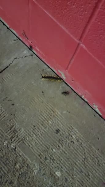Centipede Crawling Out Red Wall Sidewalk Oklahoma High Quality Footage — Stock Video