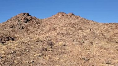 Arizona, Yuma yakınlarında doğaya karışan koca boynuzlu koyun. Yüksek kaliteli FullHD görüntüler