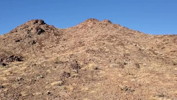 Dickhornschafe Vermischen Sich Mit Der Natur Der Nähe Von Yuma — Stockvideo