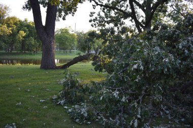 Fırtına Hasarı, Riverside Park 'ta Büyük Düşen Şube, Burlington Wisconsin. Yüksek kalite fotoğraf