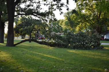 Fırtına Hasarı, Riverside Park 'ta Büyük Düşen Şube, Burlington Wisconsin. Yüksek kalite fotoğraf
