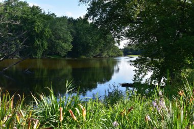 ABD 'nin orta batısında yaz mevsimi, Fox River Burlington, Wisconsin boyunca Çiçeklerle Wooded Area. Yüksek kalite fotoğraf