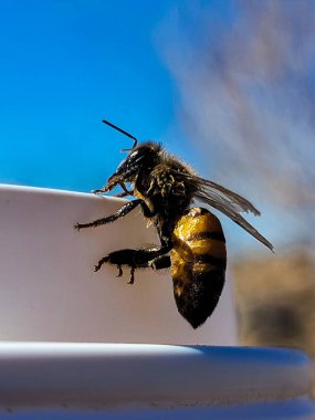 Arizona Çölü 'nde yürürken kahve fincanındaki yaban arısı. Yüksek kalite fotoğraf