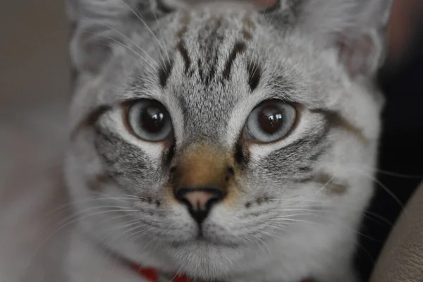Closeup Van Een Domestic Stenografisch Tabby Cat Face Hoge Kwaliteit — Stockfoto