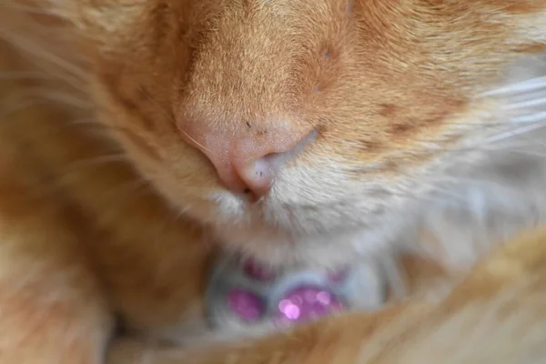 Orange Tabby Cat Nose Close Up Photo. High quality photo