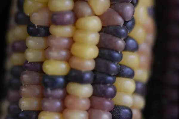 Multicolor Corn Kernels on Ear Close Up. High quality photo