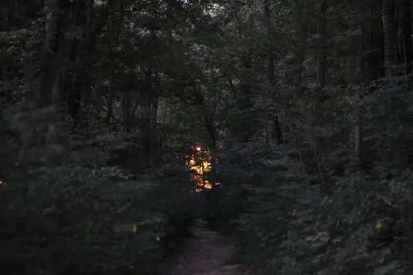 Creepy Sunset Light in Kentucky Woods near Radcliff. High quality photo