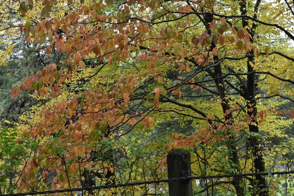 Sleepy Hollow Cemetery on a Rainy October Day, Beautiful and Historic Cemetery in New York State. High quality photo