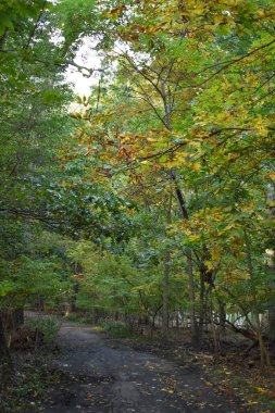 Ekim 'de ağaçlar, New York' ta sonbahar, Orchard Beach Woods, Bronx. Yüksek kalite fotoğraf