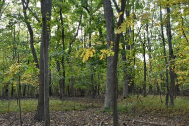 Ekim 'de ağaçlar, New York' ta sonbahar, Orchard Beach Woods, Bronx. Yüksek kalite fotoğraf