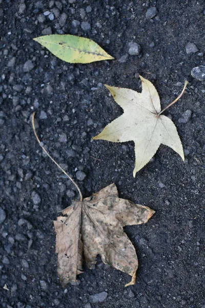 Three Leaves on Black Road Background, Fall Autumn Mood. High quality photo