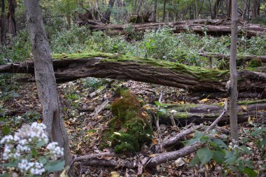 Wooded Environment, Forest, Green Moss Orchard Beach, Bronx, New York 'ta. Şehirdeki Doğa. Yüksek kalite fotoğraf