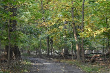 Ekim 'de ağaçlar, New York' ta sonbahar, Orchard Beach Woods, Bronx. Yüksek kalite fotoğraf