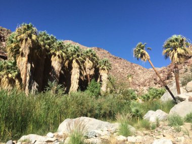 Palm Canyon Vahası, Palmiye Ağacı Korusu, Anza Borrego Çöl Parkı. Yüksek kalite fotoğraf