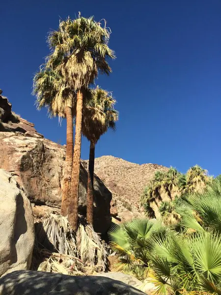 Palm Canyon Vahası, Palmiye Ağacı Korusu, Anza Borrego Çöl Parkı. Yüksek kalite fotoğraf