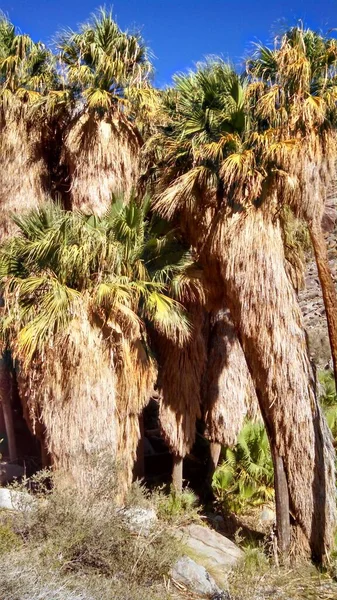 Palm Canyon Oasis, Palm Tree Grove, in Anza Borrego Desert State Park. High quality photo