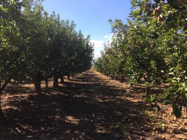 Arizona 'daki Apple Orchard' da Down Row 'a bakıyorum. Yüksek kalite fotoğraf