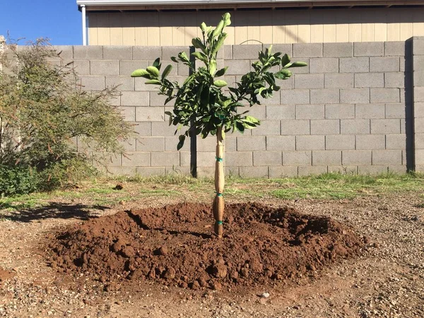 Newly Planted Orange Tree Arizona Backyard High Quality Photo Stock Image