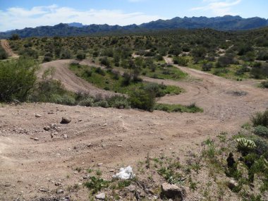 Arizona Sahnesi, Dört Tepe Vahşi Doğa, Çöl Doğası. Yüksek kalite fotoğraf