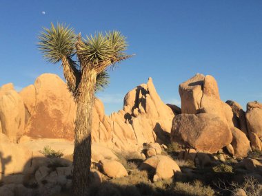 Joshua Tree Ulusal Parkı, Kaliforniya. Yüksek kalite fotoğraf