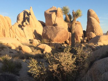 Joshua Tree Ulusal Parkı, Kaliforniya. Yüksek kalite fotoğraf