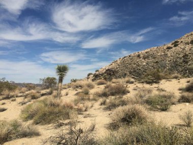 Joshua Tree Ulusal Parkı, Kaliforniya 'daki kayaların manzarası. Yüksek kalite fotoğraf