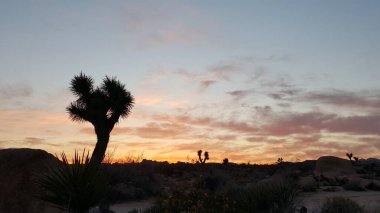 Joshua Tree Manzarası Joshua Tree Ulusal Parkı, Kaliforniya 'da Sunset' te. Yüksek kalite fotoğraf