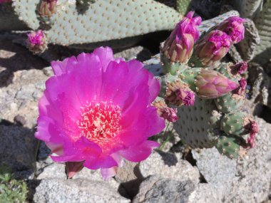 Arizona Çölü 'nde Armut Armut Kaktüsü Çiçeği. Yüksek kalite fotoğraf