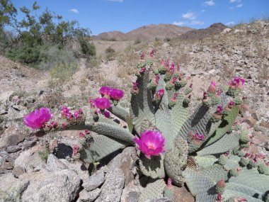 Arizona Çölü 'nde Armut Armut Kaktüsü Çiçeği. Yüksek kalite fotoğraf