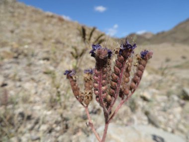 Close Up Purple Scorpion Weed Arizona Desert Wildflower in Spring. High quality photo clipart
