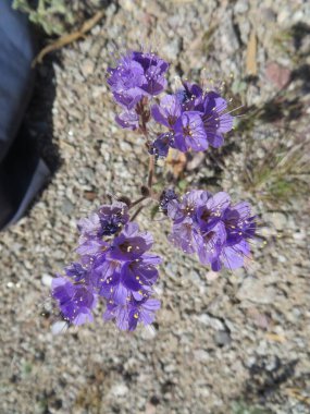 Purple Scorpion Weed Arizona Desert Wildflower in Spring. High quality photo clipart